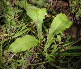 Cirsium oleraceum