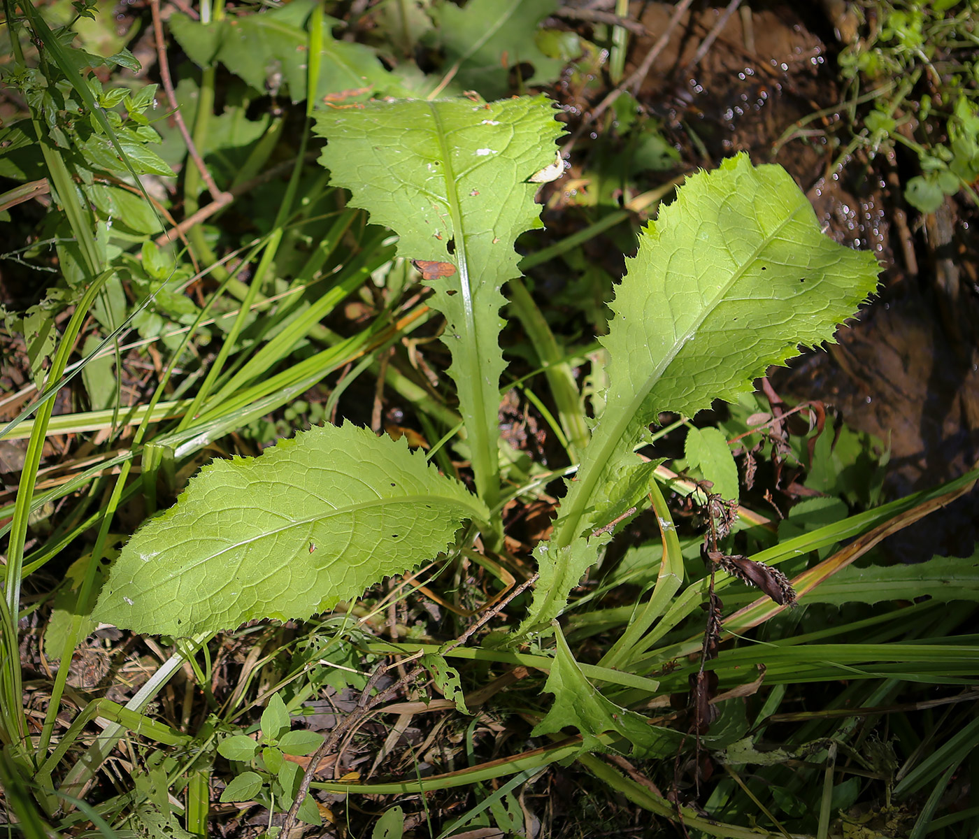 Изображение особи Cirsium oleraceum.