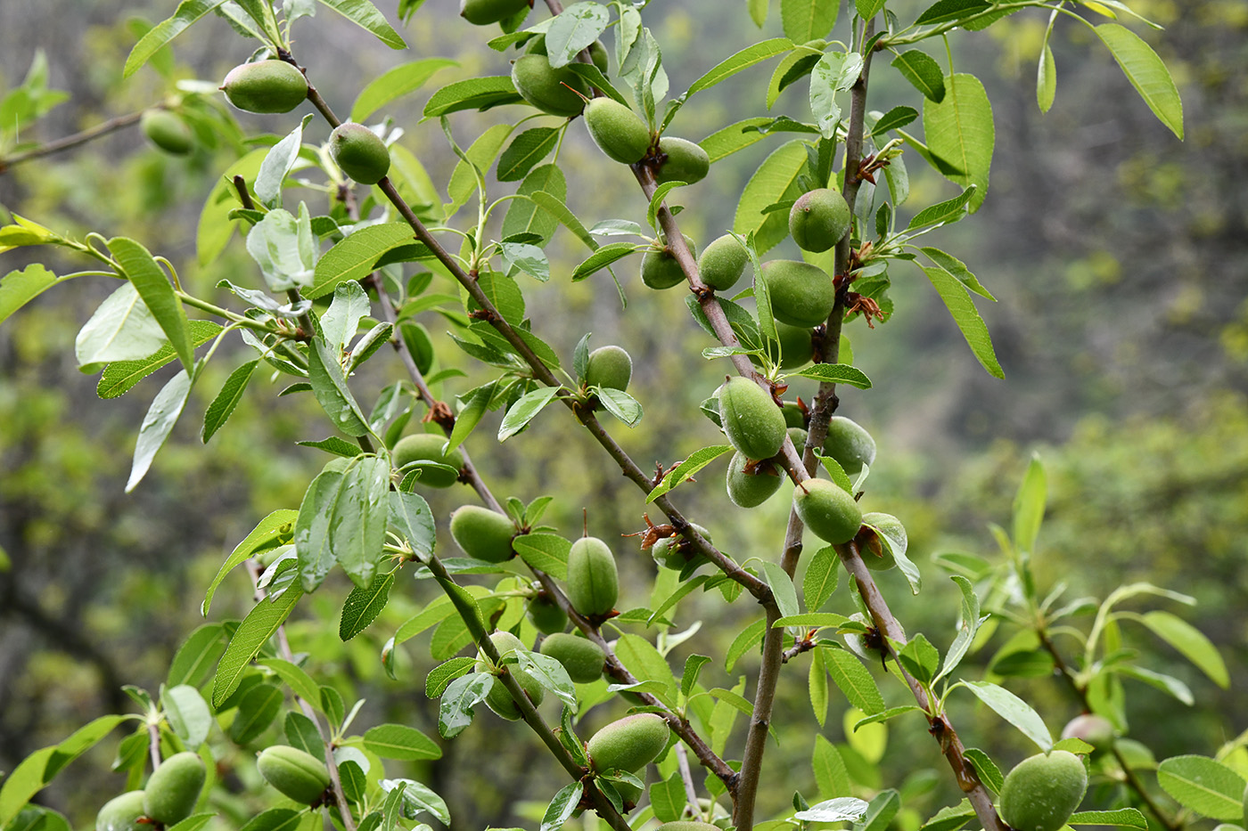 Изображение особи Amygdalus bucharica.