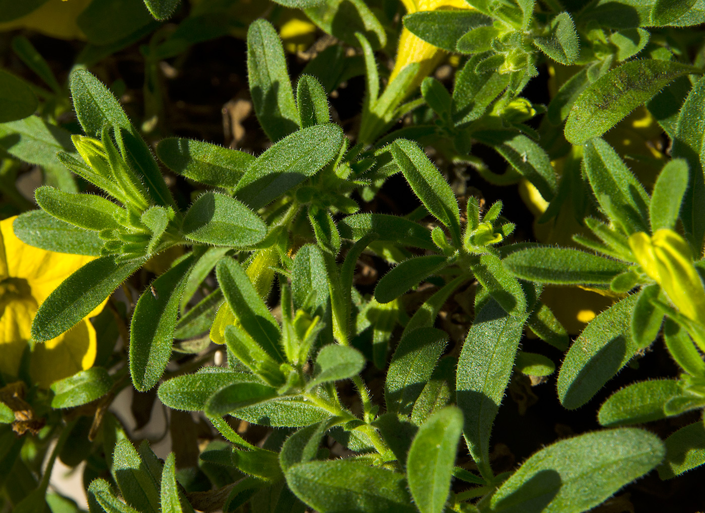Image of genus Calibrachoa specimen.
