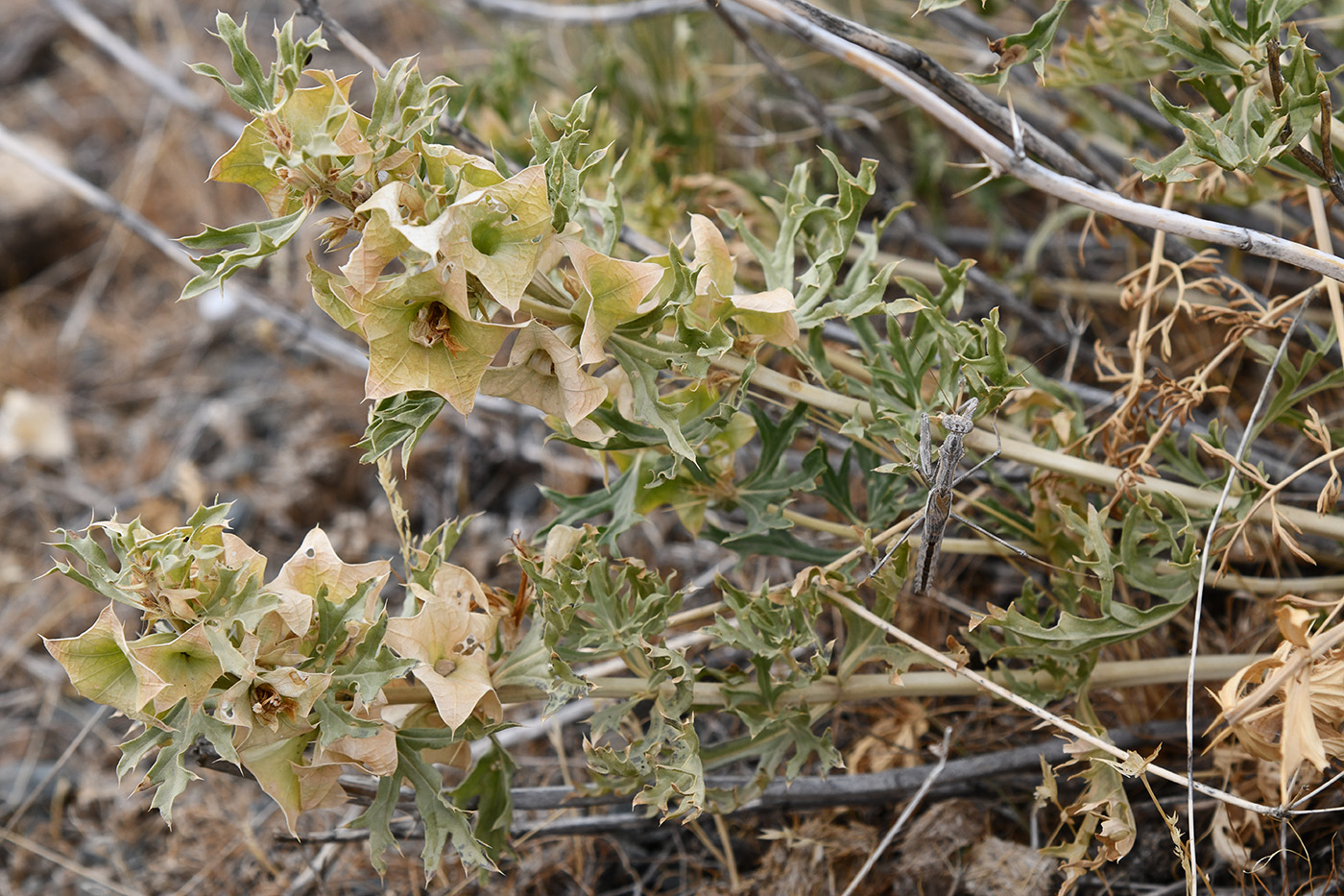 Image of Lagochilus platycalyx specimen.