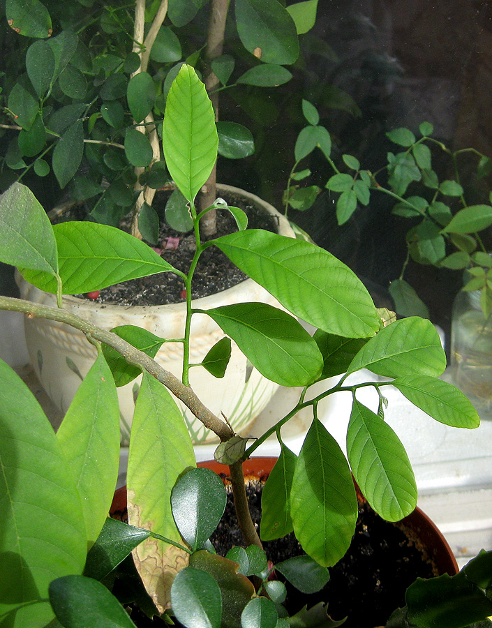 Image of class Magnoliopsida specimen.