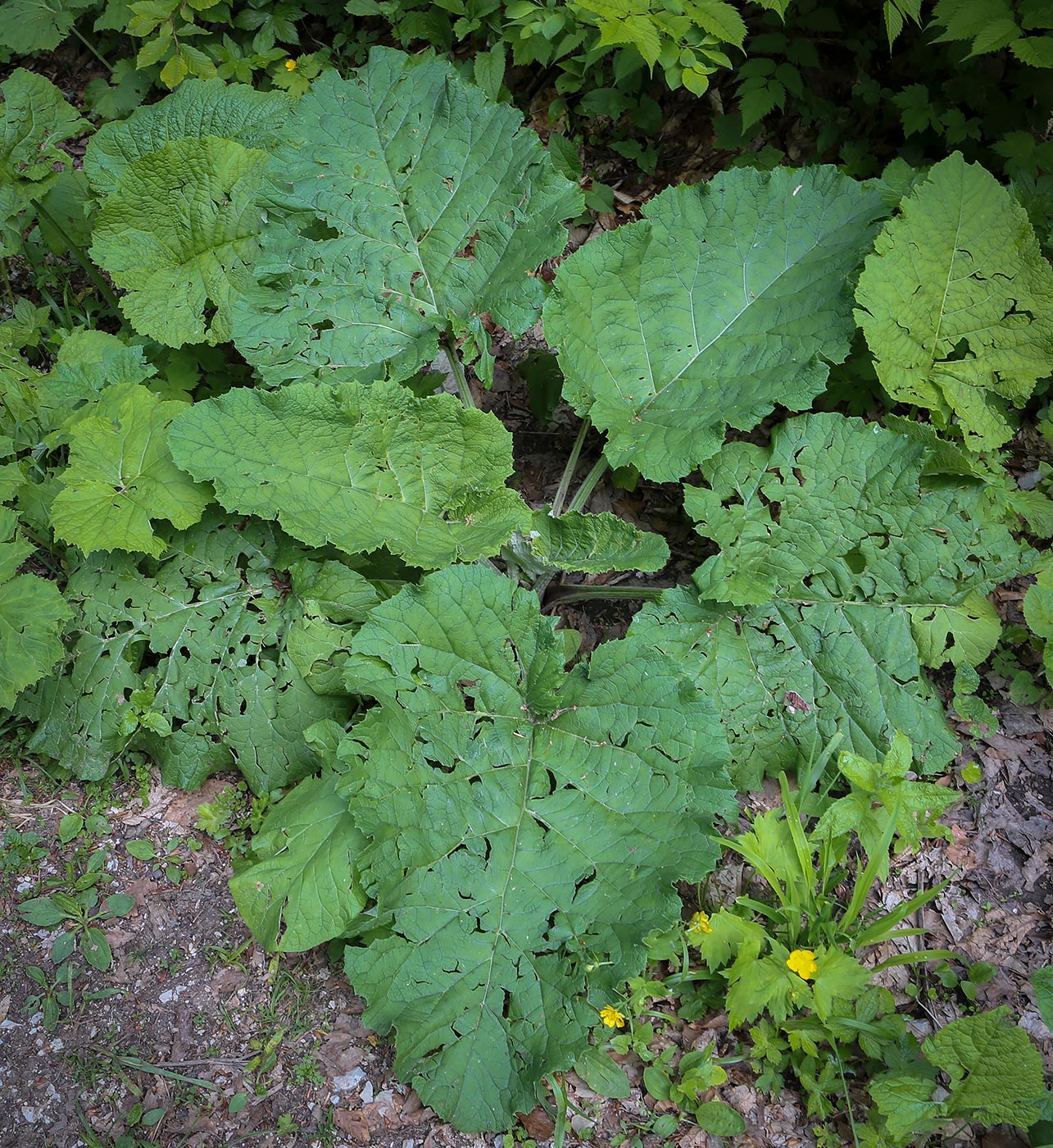 Image of Arctium nemorosum specimen.