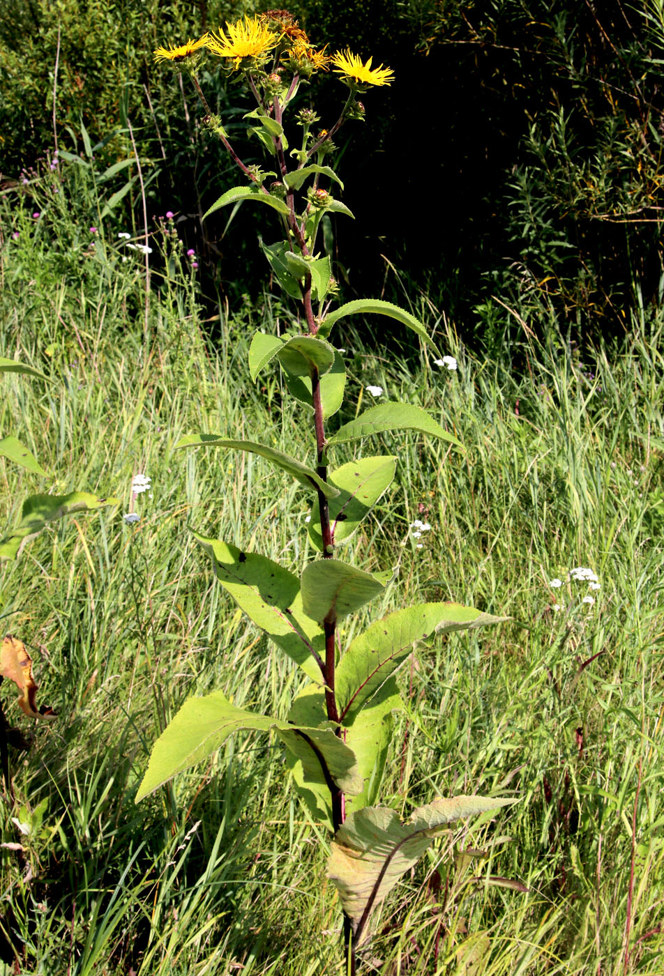 Image of Inula helenium specimen.