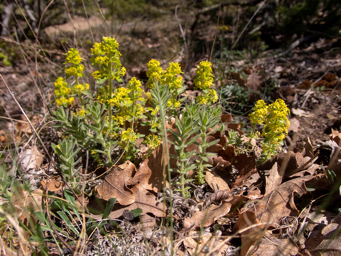Image of Cruciata taurica specimen.