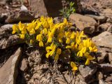 Genista scythica. Цветущее растение. Крым, окр. пос. Новый Свет, склон балки между горами Сокол (Куш-Кая) и Перчем, щебнистая россыпь. 19.04.2025.