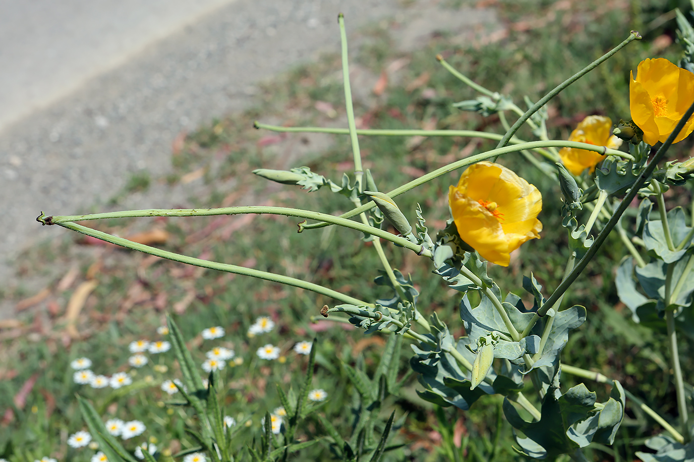 Image of Glaucium flavum specimen.