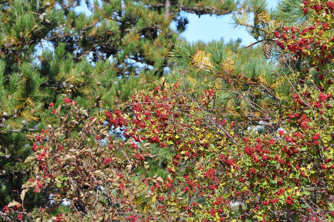 Image of genus Crataegus specimen.