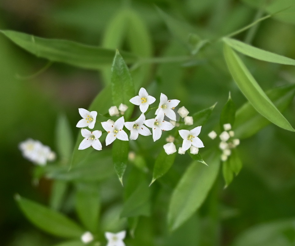 Image of Galium rivale specimen.