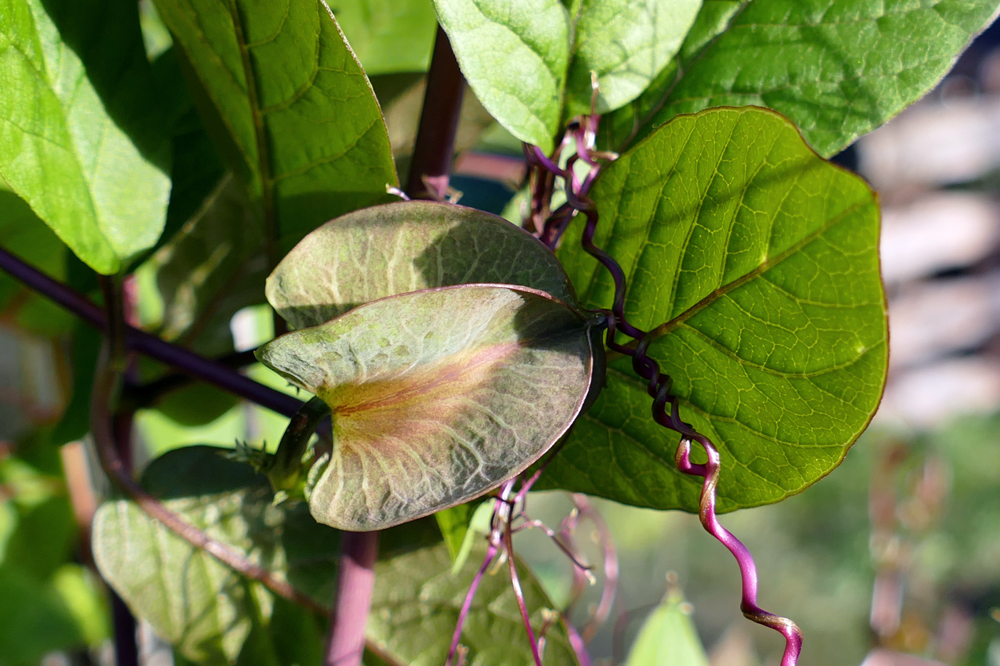 Изображение особи Cobaea scandens.