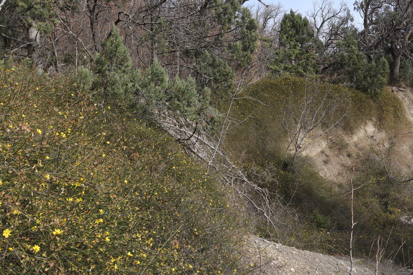Изображение особи Jasminum nudiflorum.