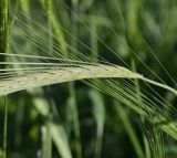 Hordeum spontaneum. Соплодие. Республика Кипр, г. Лимасол, огороженный земельный участок. 10.03.2026.