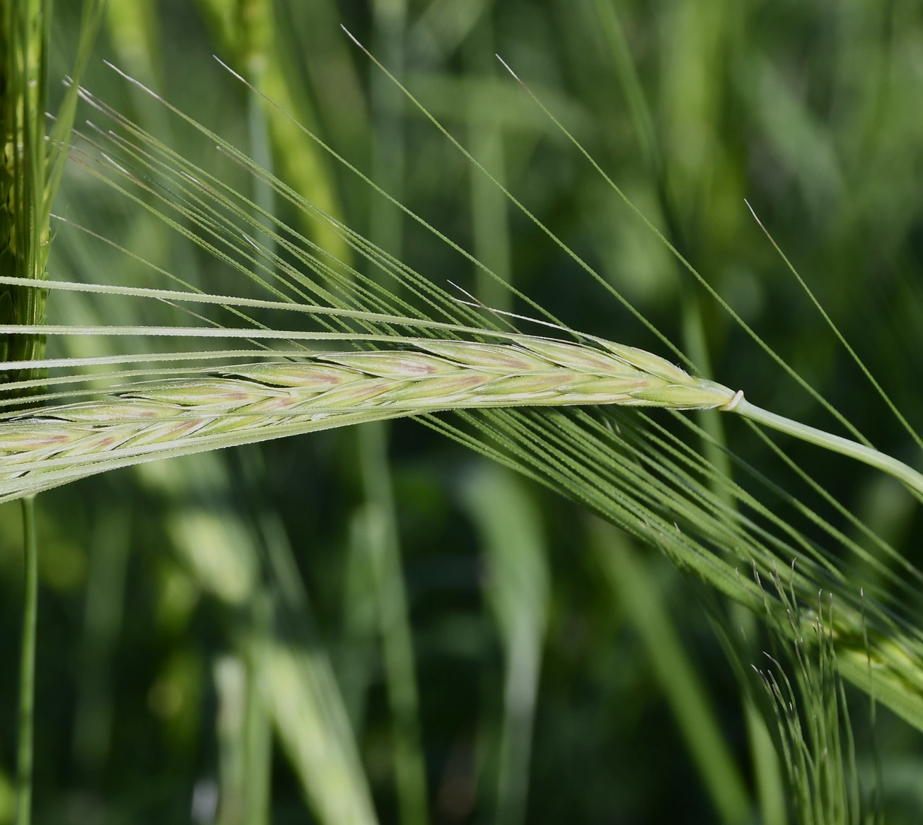 Изображение особи Hordeum spontaneum.