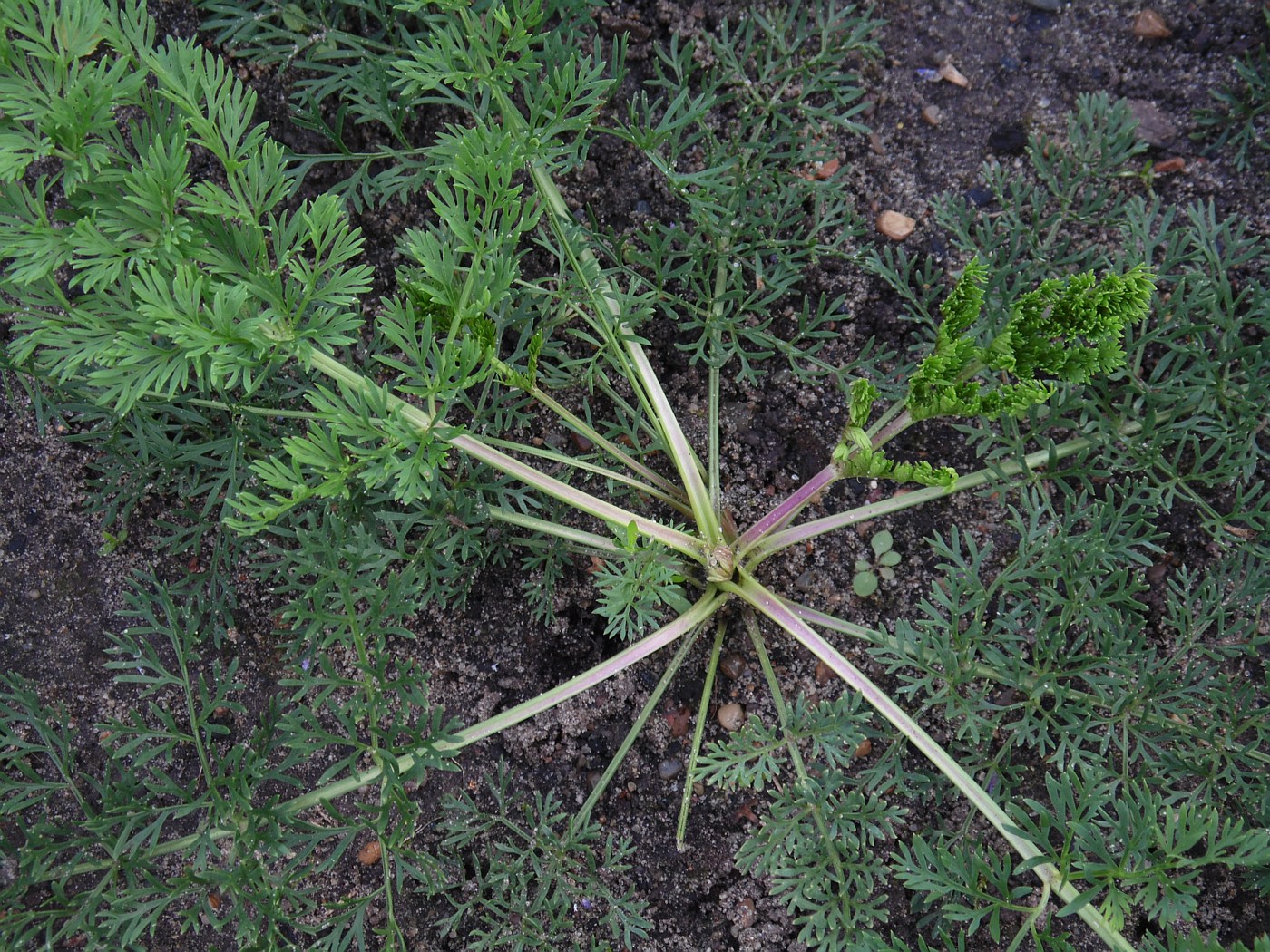 Image of genus Seseli specimen.