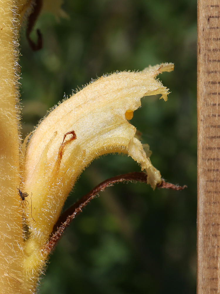 Изображение особи Orobanche alsatica.
