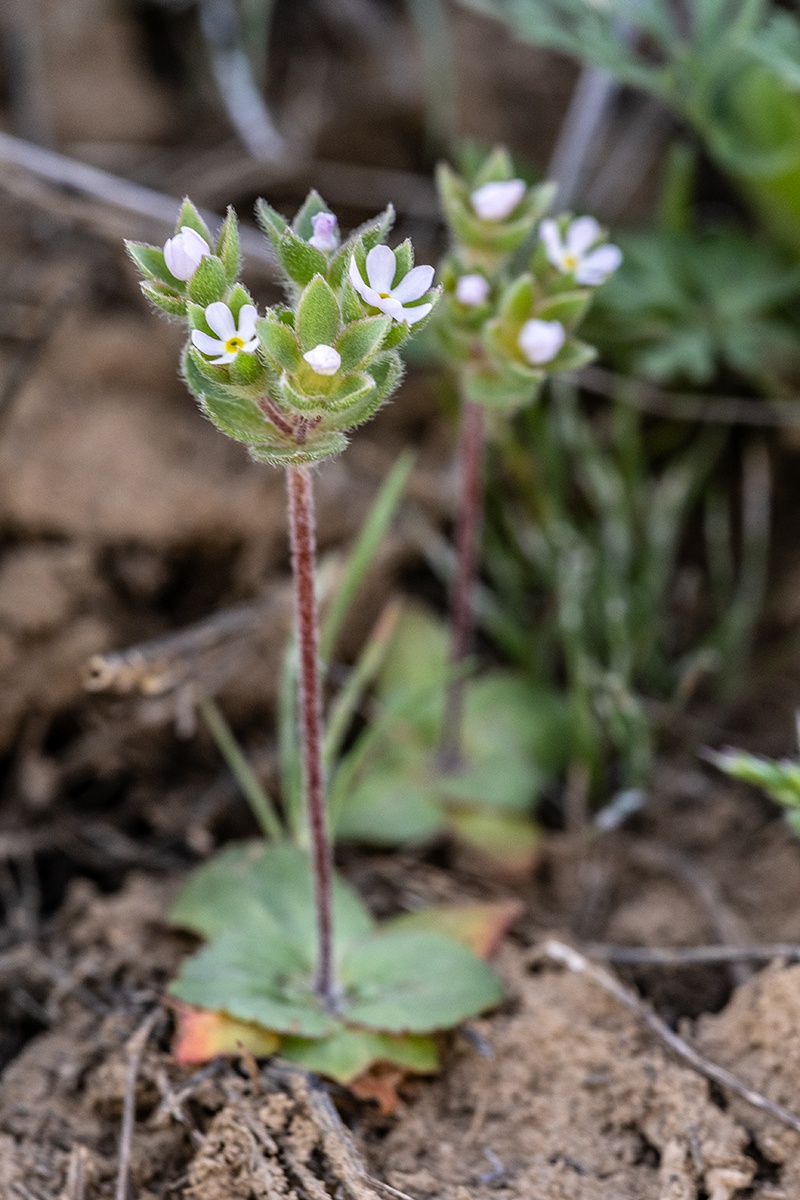 Image of Androsace maxima specimen.