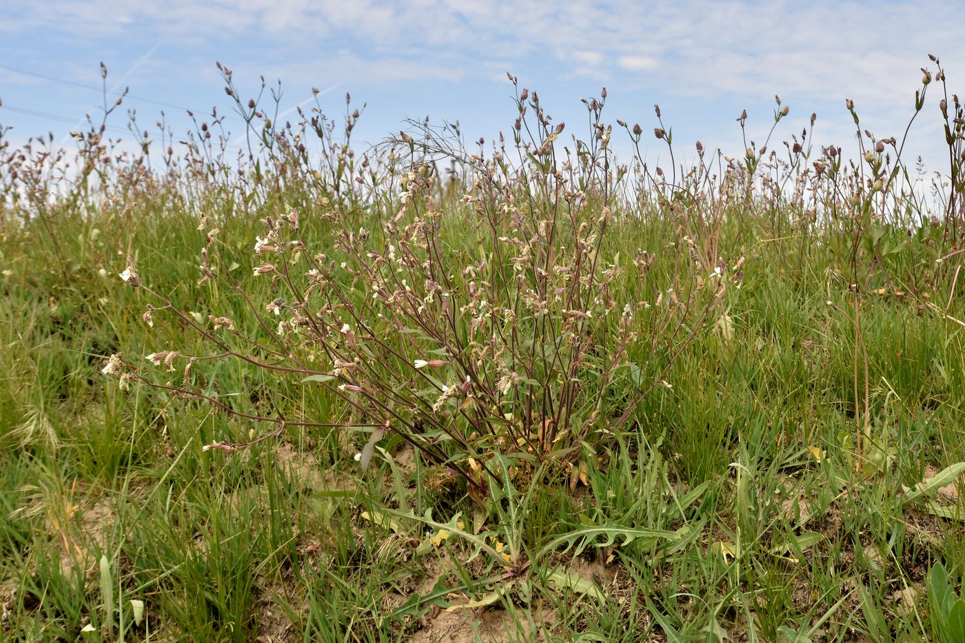 Image of Melandrium astrachanicum specimen.