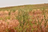 Hyalea pulchella. Зацветающее растение в сообществе закреплённых песков (Anisantha tectorum, Erodium sp.). Астраханская обл., Наримановский р-н, окр. с. Николаевка, опустыненная степь, р-н бархана Большой Брат. 19.04.2026.