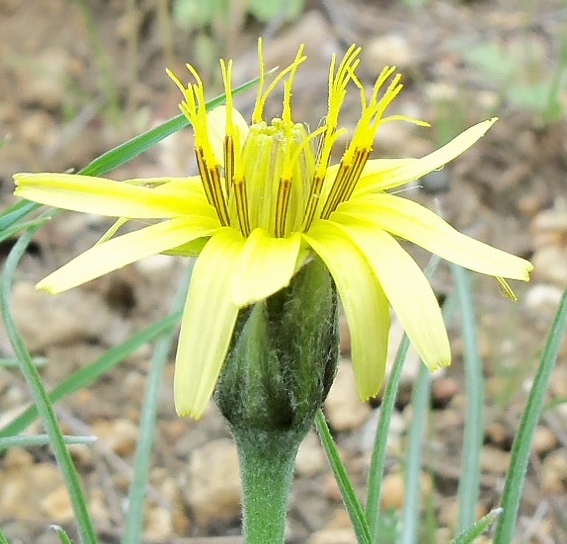 Image of Scorzonera mollis specimen.