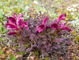 Pedicularis ochotensis. Цветущее растение. Хабаровский край, р-н имени Лазо, массив горы Ко, гора Столовая, вершина, выс. ≈ 1920 м н.у.м., горная тундра. 22.06.2026.