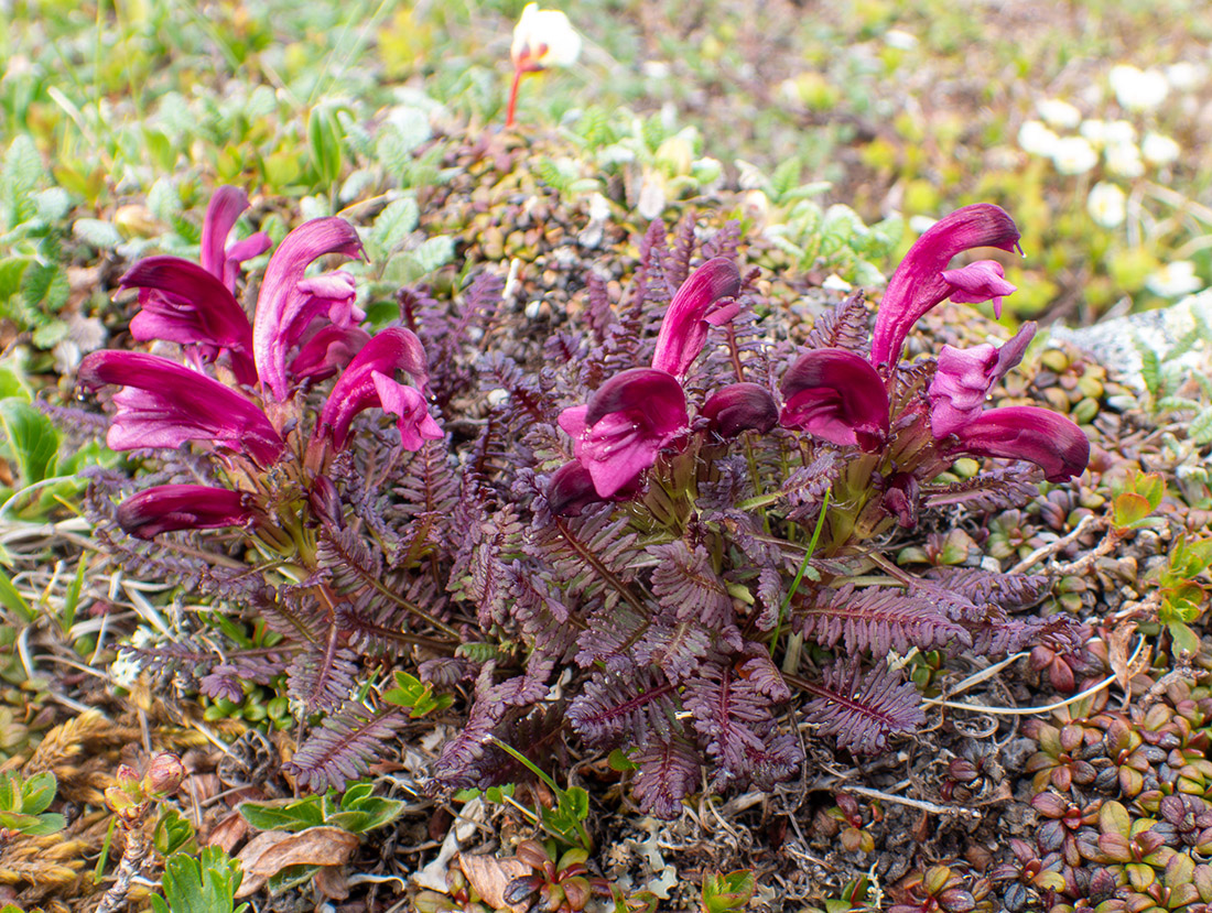 Изображение особи Pedicularis ochotensis.
