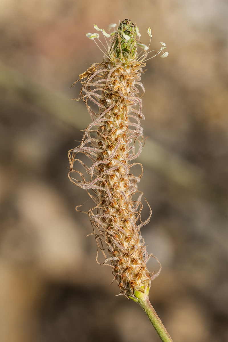 Изображение особи Plantago lanceolata.