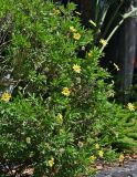 Euryops chrysanthemoides
