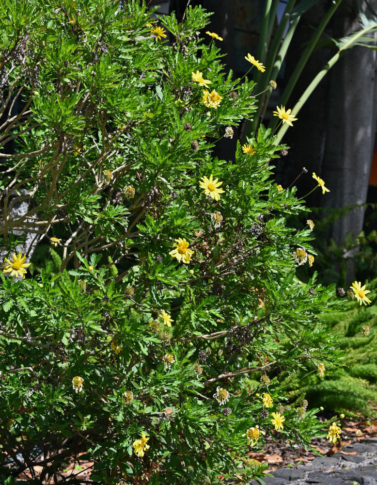 Image of Euryops chrysanthemoides specimen.