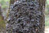 Leptogium hildenbrandii. Таллом на стволе. Крым, Севастополь, Байдарская дол., шибляк вдоль р. Узунджа. 19.08.2026.