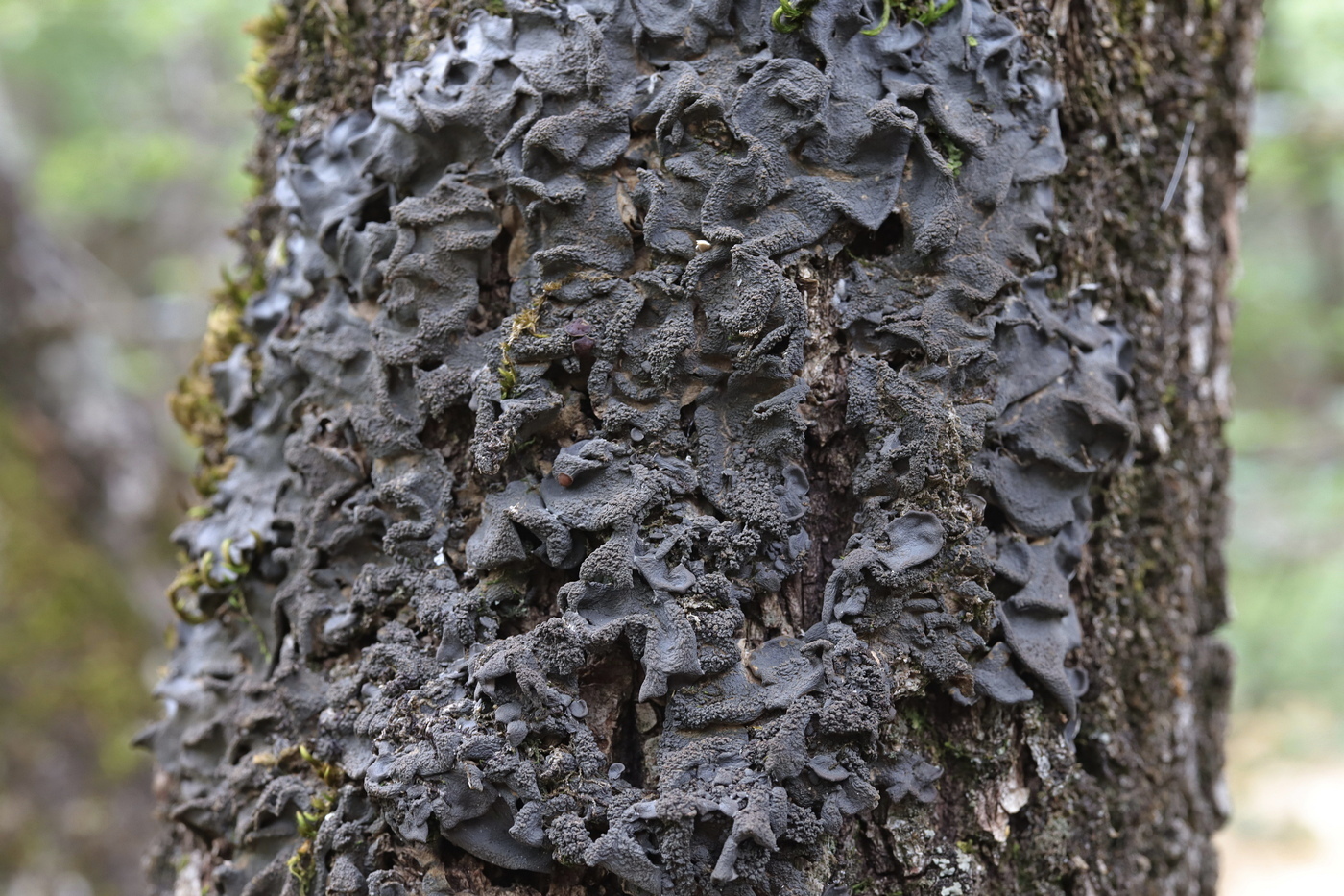 Image of Leptogium hildenbrandii specimen.