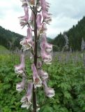 Aconitum leucostomum. Средняя часть соцветия (розовая форма). Казахстан, Тянь-Шань, дол. Бутаковского ручья, поляна вдоль тропы к верхнему водопаду. 27.06.2026.