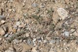 genus Polygonum. Цветущее растение. Таджикистан, Согдийская обл., Айнинский р-н; Памиро-Алай, Фанские горы, подножье горы Сарытаг, ≈ 2440 м н.у.м., щебнистый склон. 27 июня 2026 г.
