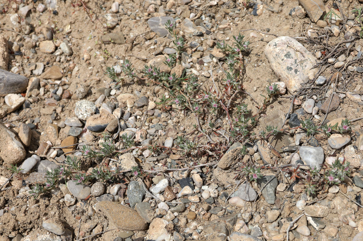 Image of genus Polygonum specimen.