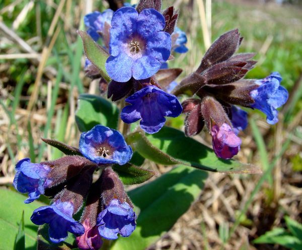 Изображение особи Pulmonaria mollis.