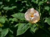genus Rosa. Цветок. Турция, ил Артвин, окр. храма Отхта, луг. 13 июня 2026 г.