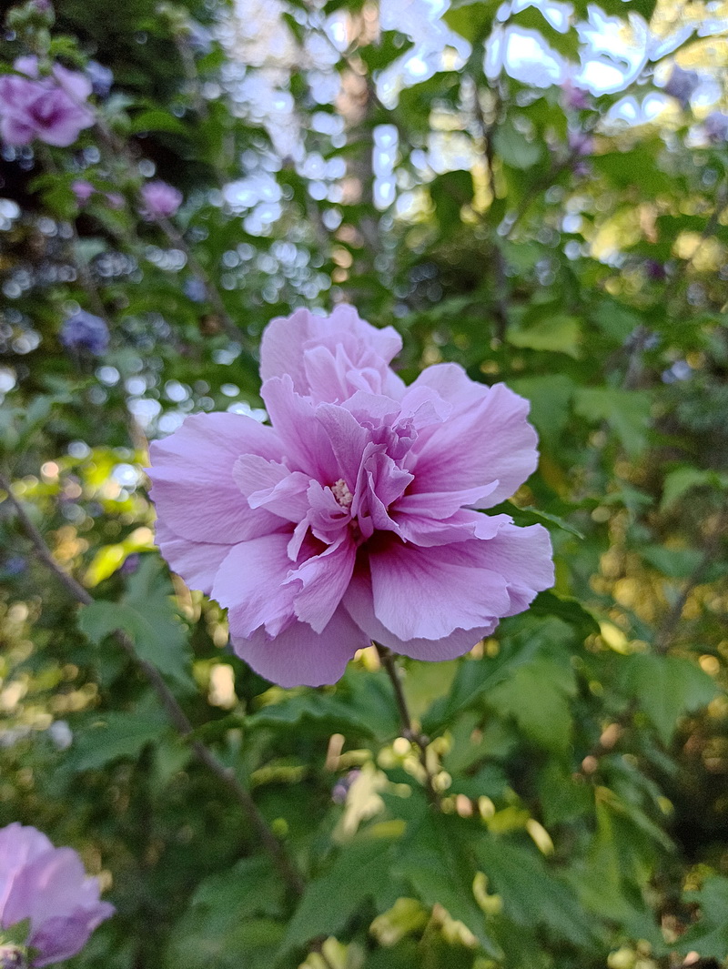 Image of genus Hibiscus specimen.