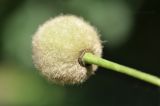 Tilia platyphyllos. Плод. Санкт-Петербург, Ботанический сад Петра Великого, дендрарий. 27.08.2026.