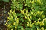 Scutellaria orientalis