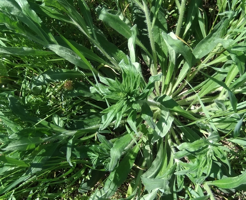 Image of Echium vulgare specimen.