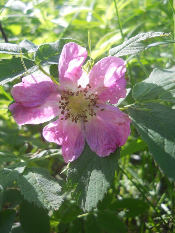 Image of Rosa cinnamomea specimen.