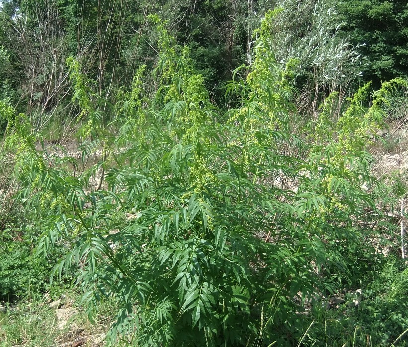 Image of Datisca cannabina specimen.