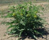 Astragalus vulpinus. Цветущее растение. Казахстан. Алматинская обл. 13.05.2011.