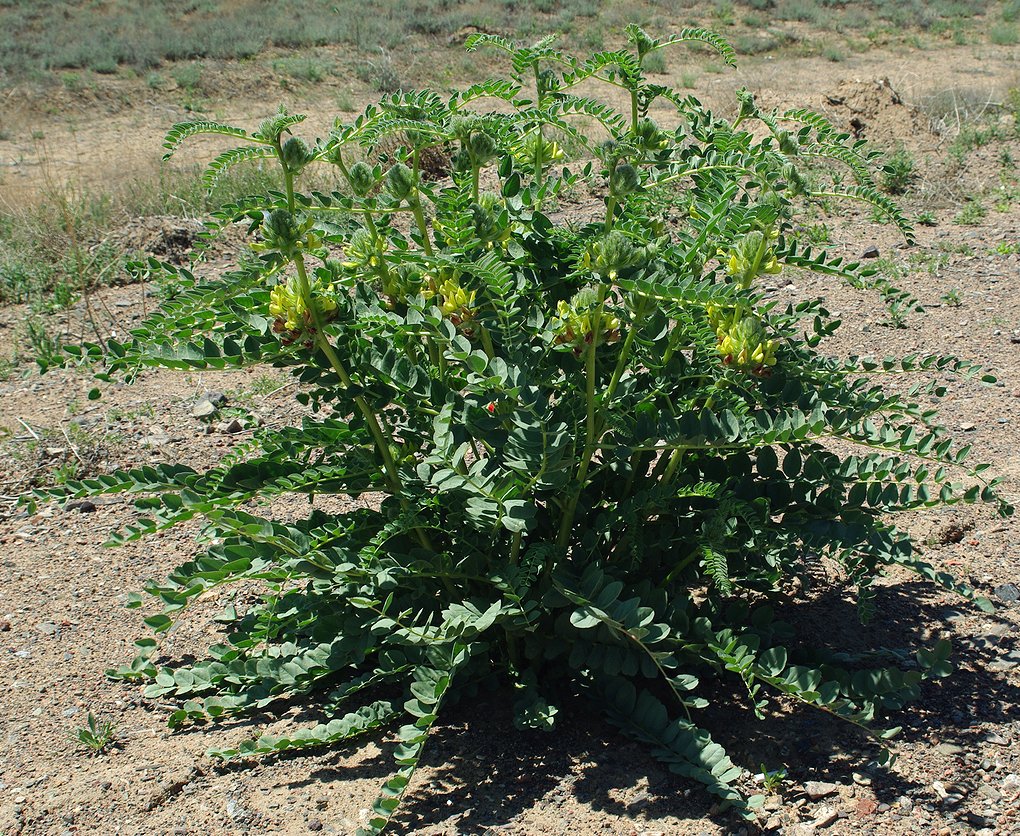 Изображение особи Astragalus vulpinus.