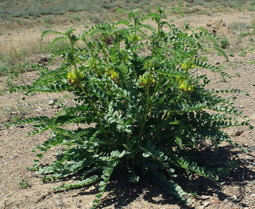 Image of Astragalus vulpinus specimen.