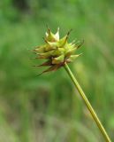 Carex capitata. Верхушка побега с колоском. Архангельская обл., Вельский р-н, окр. пос. Усть-Шоноша, луг в лесу. 17.07.2011.