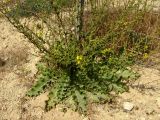 Verbascum sinuatum