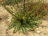 Verbascum sinuatum. Нижняя часть цветущего растения. Израиль, Шарон, г. Герцлия, высокий берег Средиземного моря. 23.04.2008.