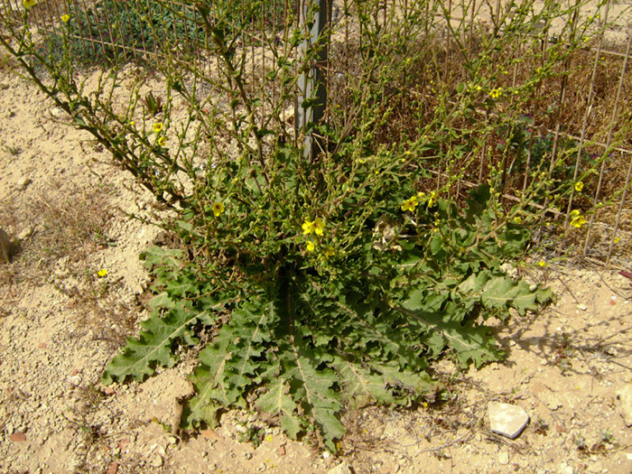 Image of Verbascum sinuatum specimen.