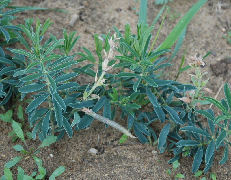 Изображение особи Thermopsis lanceolata.