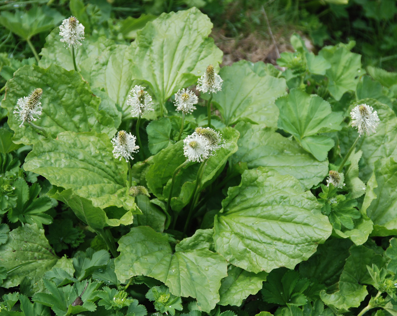 Изображение особи Plantago reniformis.